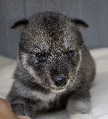 CHIOT 4