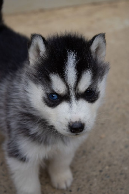 CHIOT 5