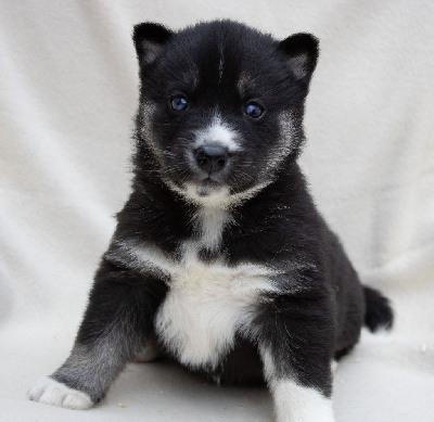 CHIOT 3