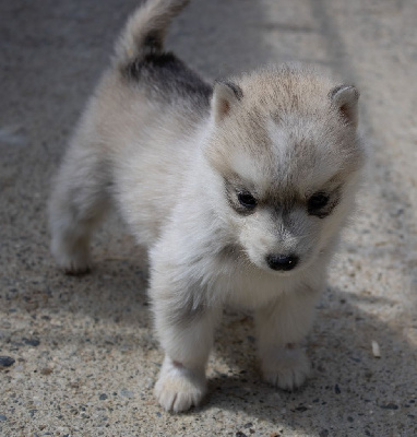 CHIOT 4