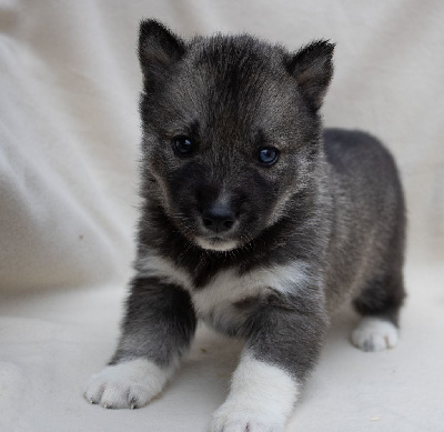 CHIOT 5