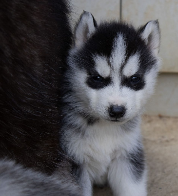 CHIOT 1