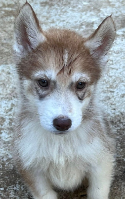 alrik