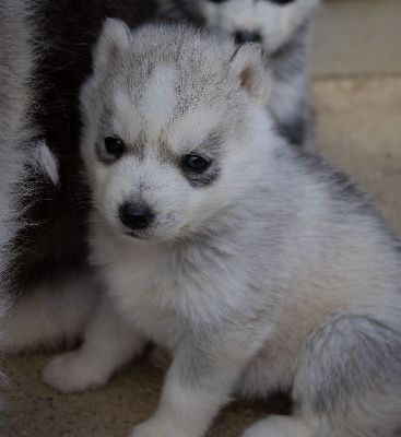 CHIOT 3