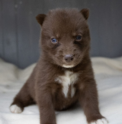 CHIOT 5