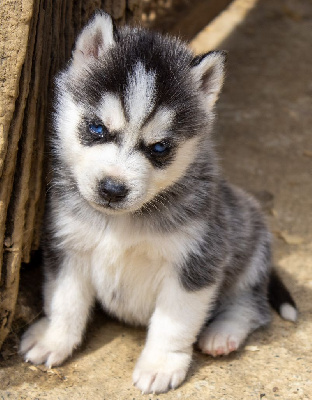 CHIOT 2
