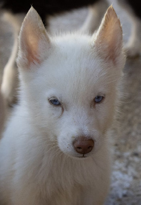 asko