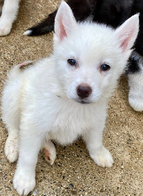 arlo
