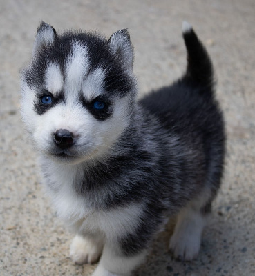 CHIOT 6