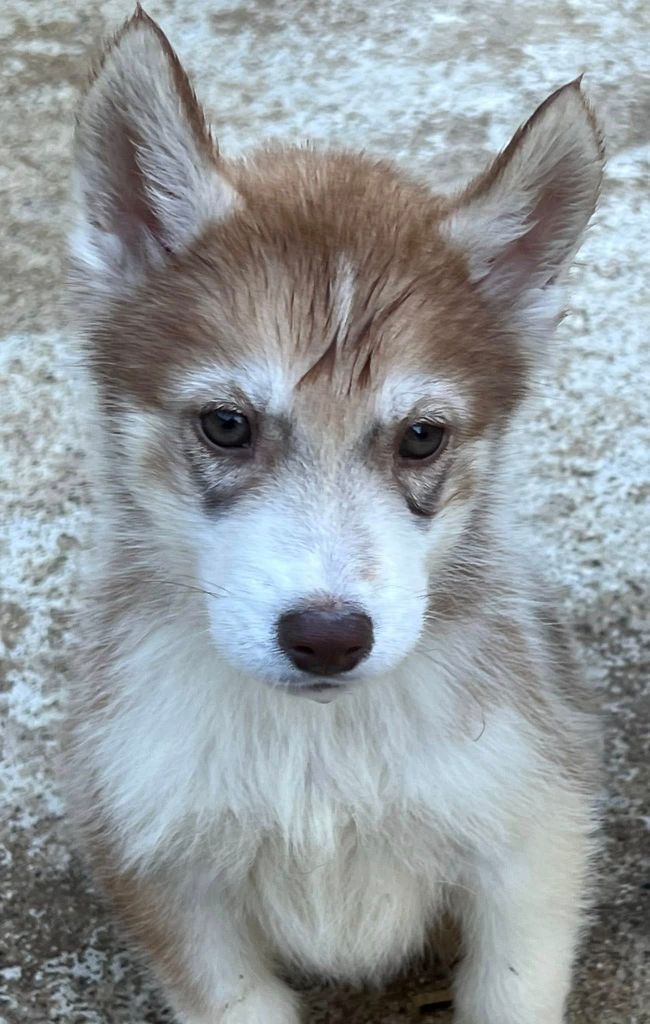 du domaine des ptits loups givres - Chiots disponibles - Siberian Husky