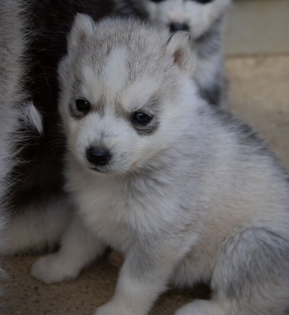 du domaine des ptits loups givres - Chiots disponibles - Siberian Husky