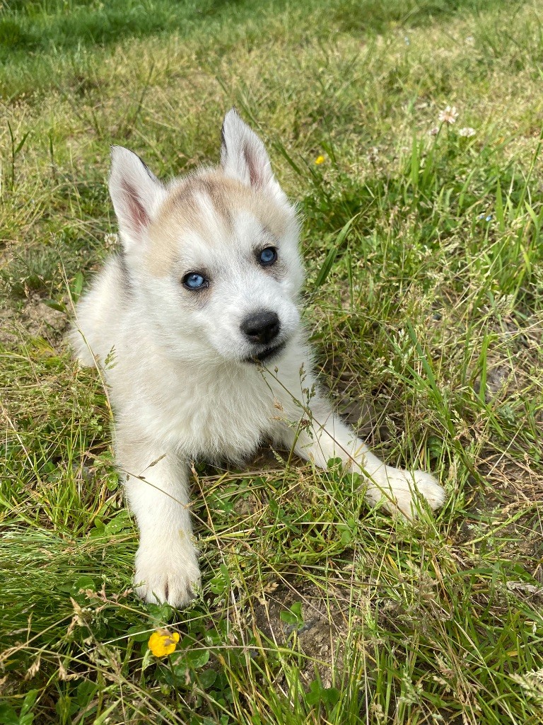 du domaine des ptits loups givres - Chiots disponibles - Siberian Husky