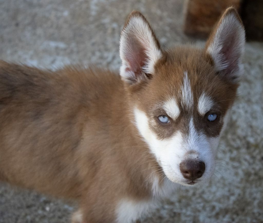 du domaine des ptits loups givres - Chiots disponibles - Siberian Husky