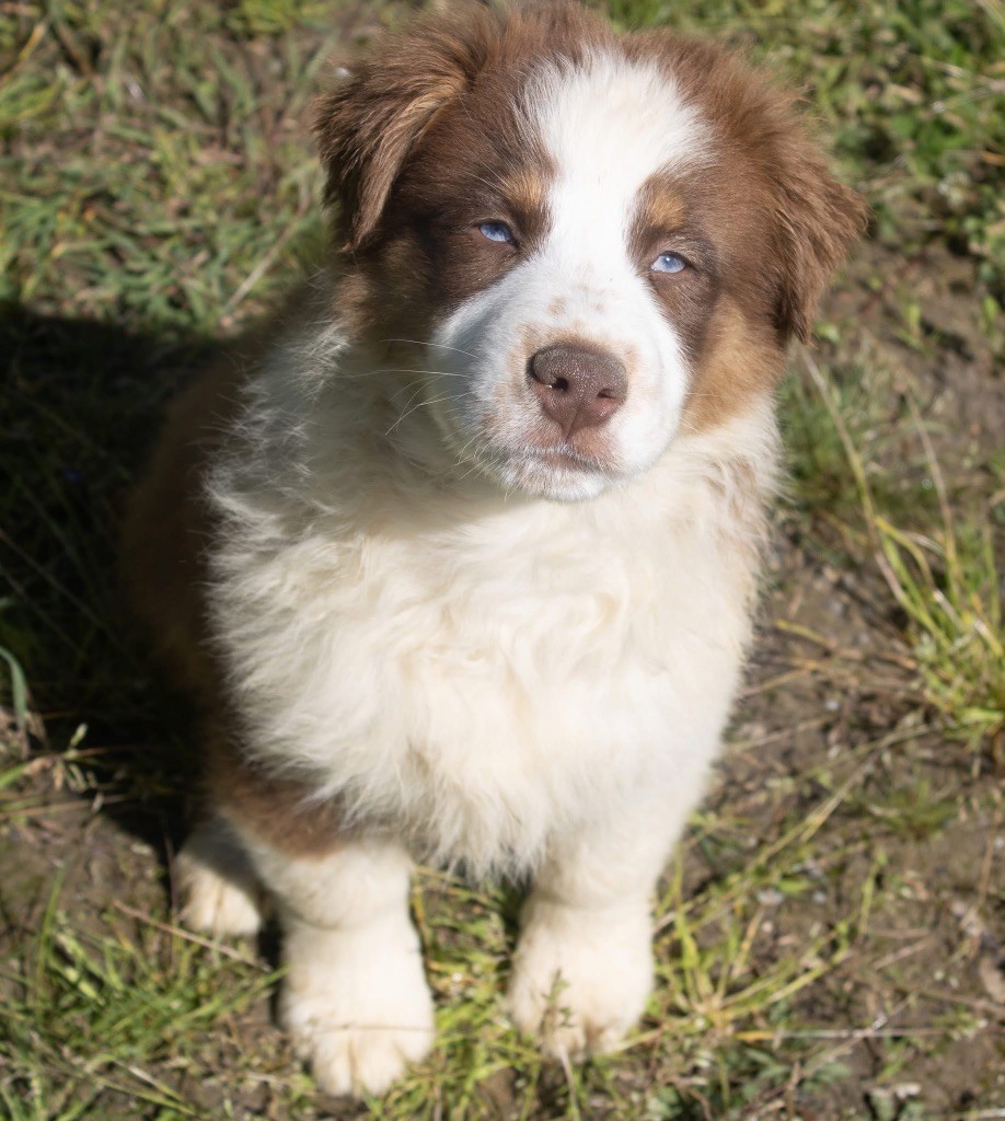 du domaine des ptits loups givres - Chiots disponibles - Berger Australien