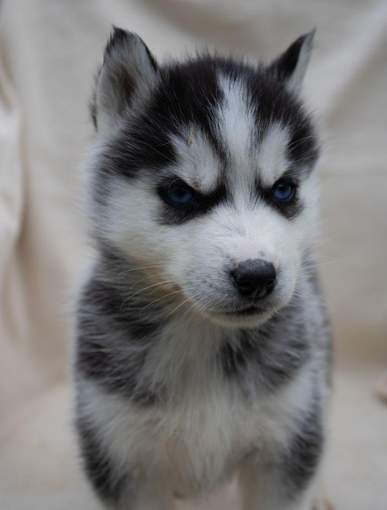 du domaine des ptits loups givres - Chiots disponibles - Siberian Husky