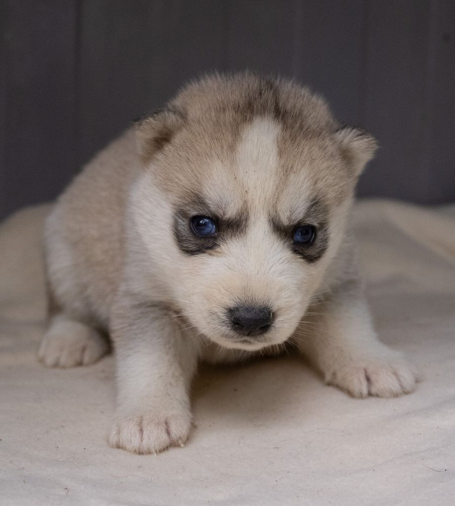 du domaine des ptits loups givres - Chiots disponibles - Siberian Husky