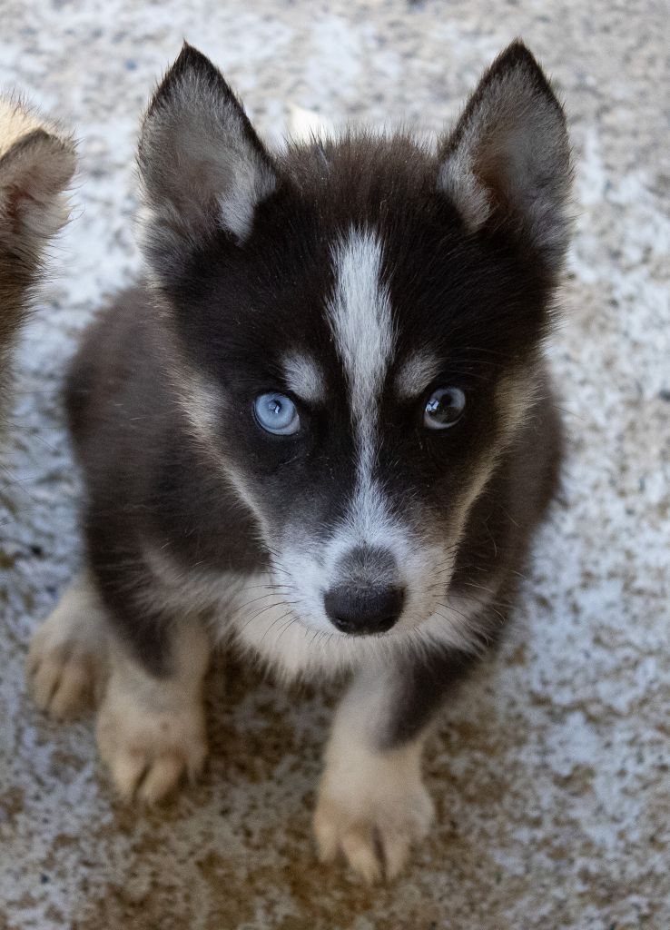 du domaine des ptits loups givres - Chiots disponibles - Siberian Husky