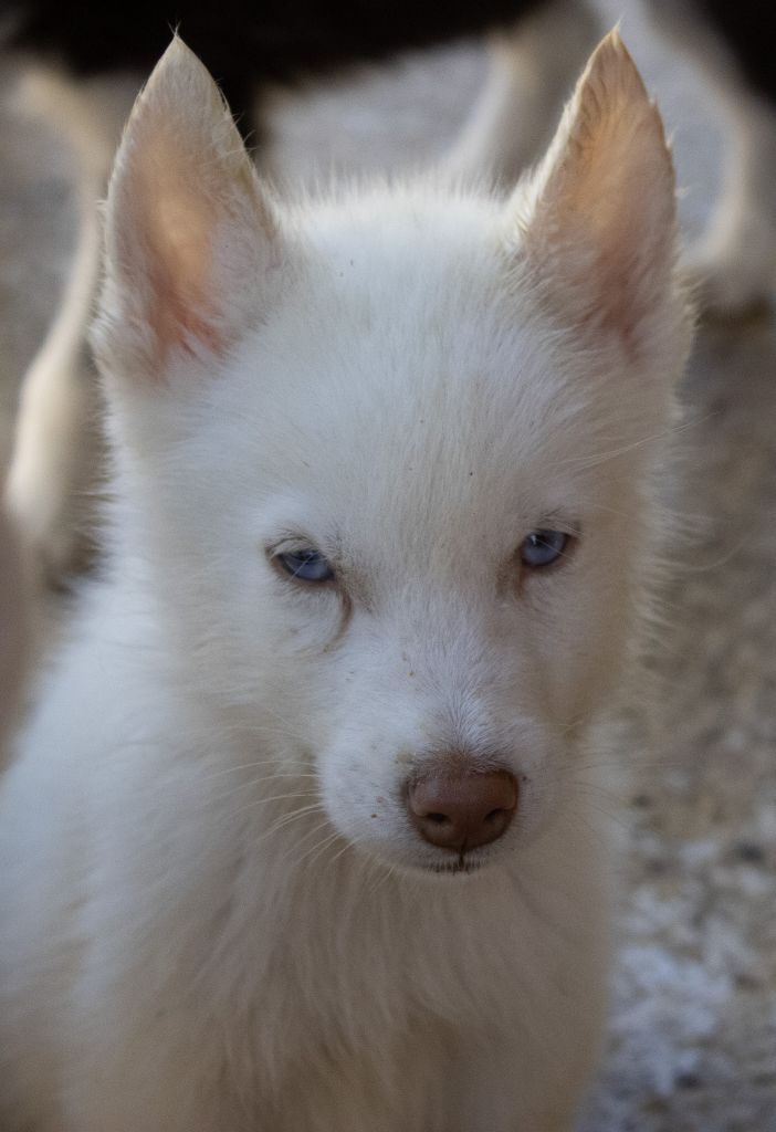 du domaine des ptits loups givres - Chiots disponibles - Siberian Husky