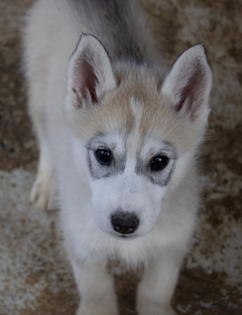 du domaine des ptits loups givres - Chiots disponibles - Siberian Husky