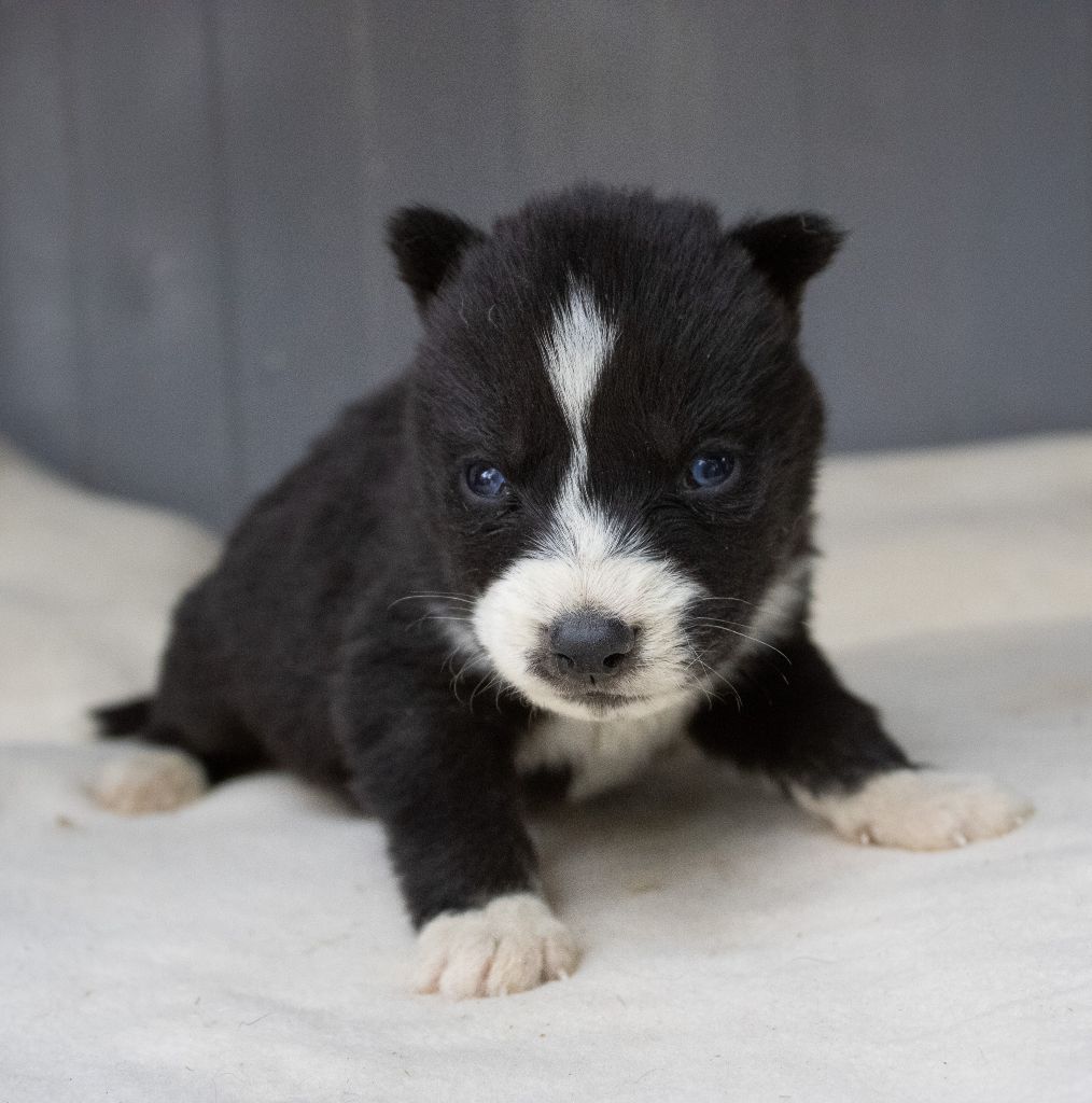 du domaine des ptits loups givres - Chiots disponibles - Siberian Husky