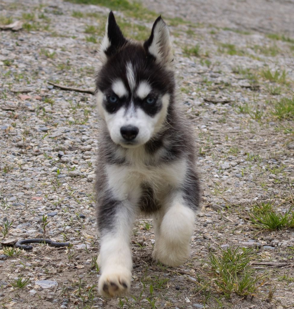 du domaine des ptits loups givres - Chiots disponibles - Siberian Husky