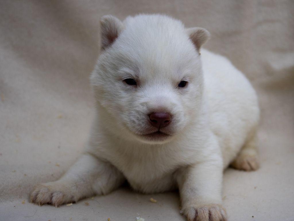 du domaine des ptits loups givres - Chiots disponibles - Siberian Husky