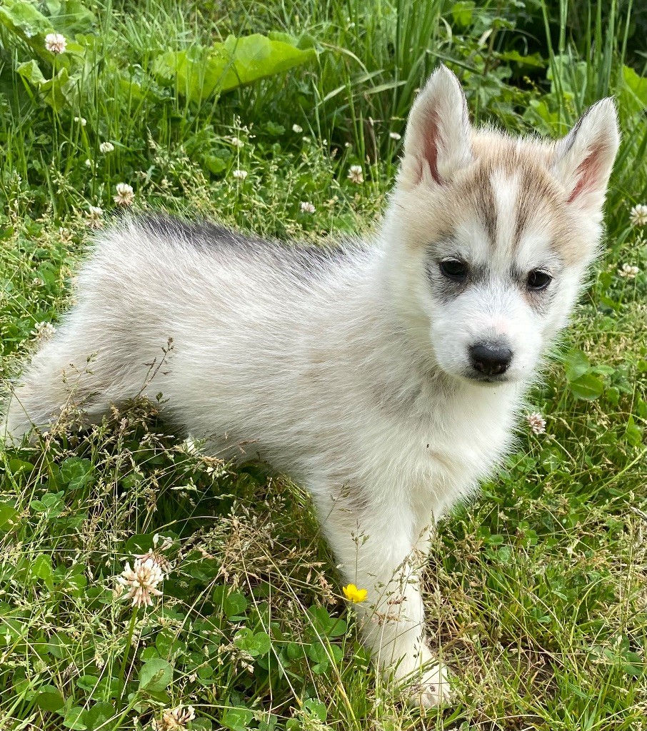 du domaine des ptits loups givres - Chiots disponibles - Siberian Husky