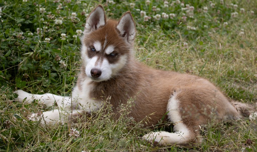 du domaine des ptits loups givres - Chiots disponibles - Siberian Husky
