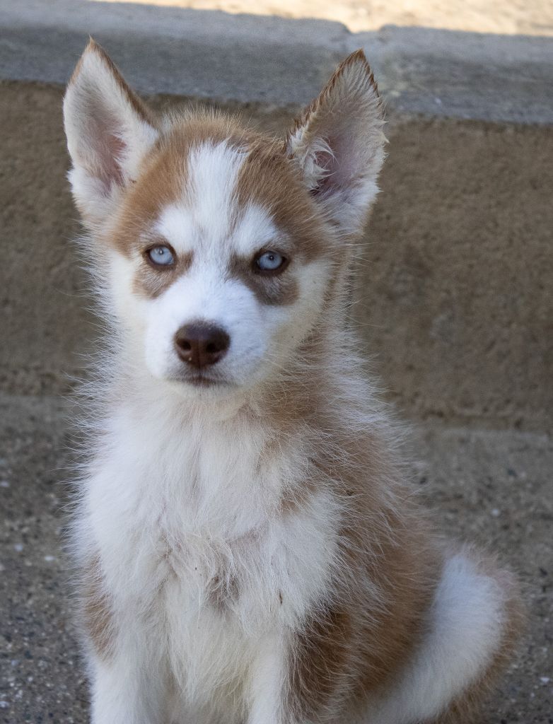 du domaine des ptits loups givres - Chiots disponibles - Siberian Husky