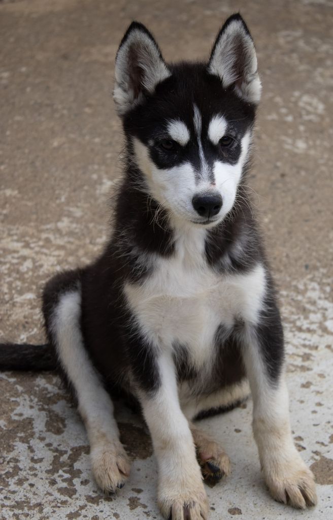 du domaine des ptits loups givres - Chiots disponibles - Siberian Husky