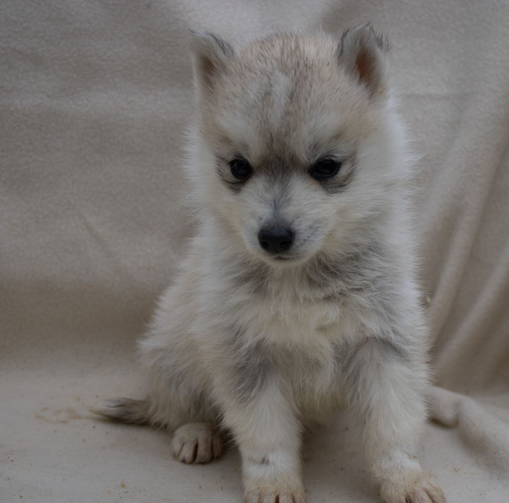 du domaine des ptits loups givres - Chiots disponibles - Siberian Husky