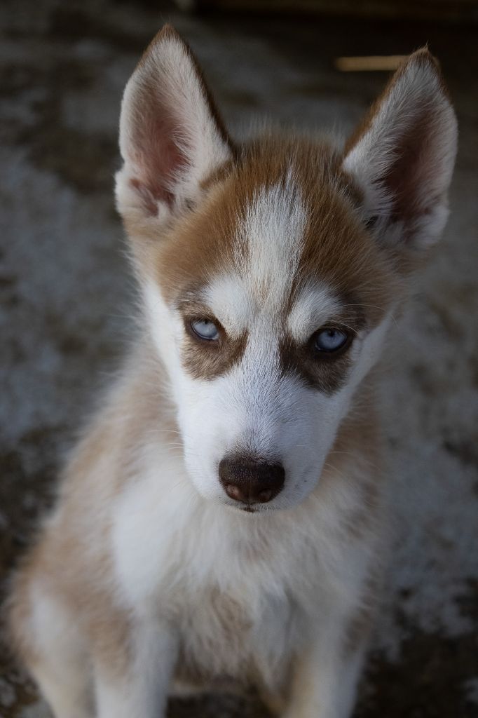 du domaine des ptits loups givres - Chiots disponibles - Siberian Husky