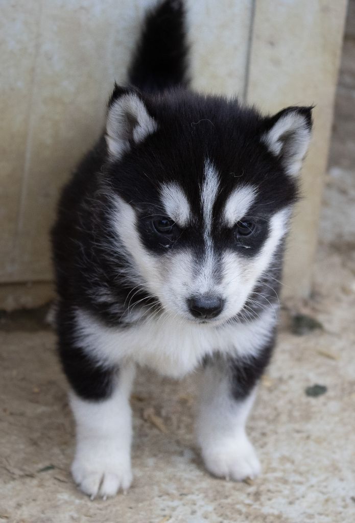 du domaine des ptits loups givres - Chiots disponibles - Siberian Husky