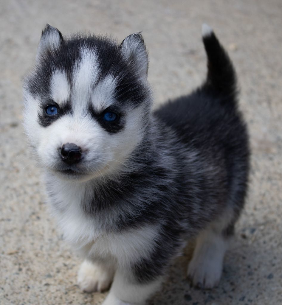du domaine des ptits loups givres - Chiots disponibles - Siberian Husky
