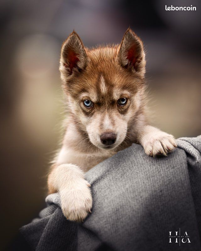 du domaine des ptits loups givres - Chiots disponibles - Siberian Husky