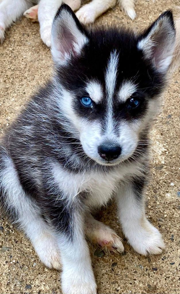 du domaine des ptits loups givres - Chiots disponibles - Siberian Husky