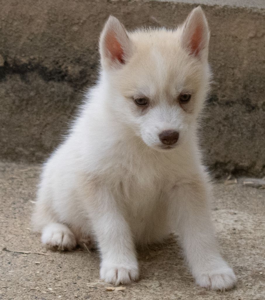 du domaine des ptits loups givres - Chiots disponibles - Siberian Husky